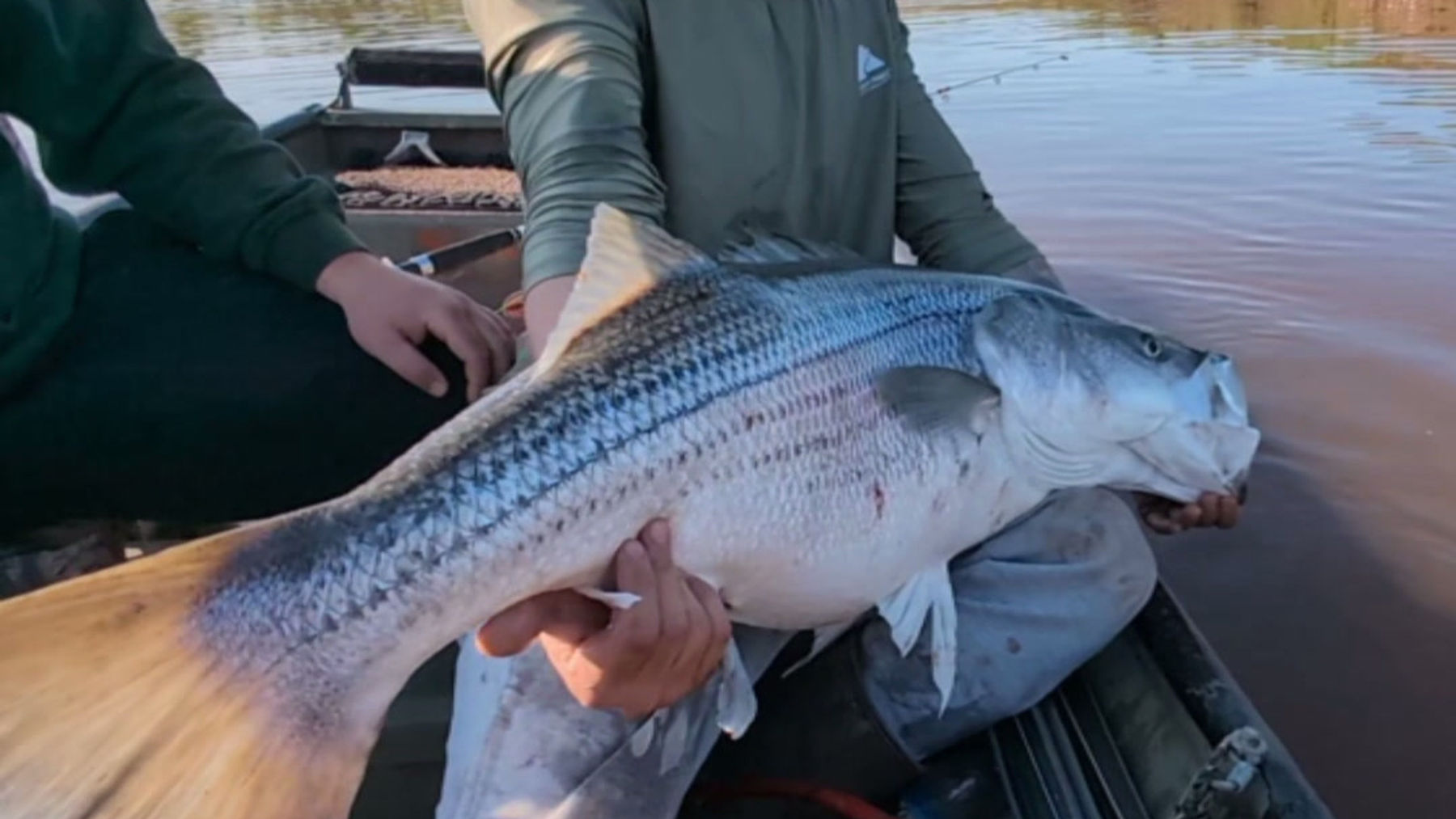 Striped Bass Fishing NS